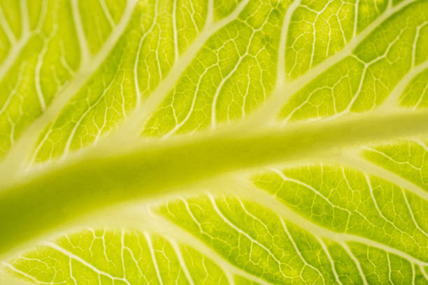 istock Macro shot of fresh organic lettuce salad leaf 929629270