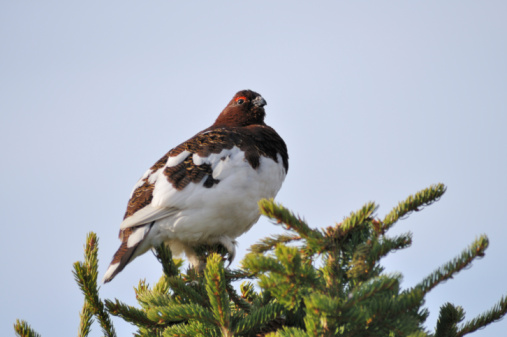 A male Willow Ptarmigan ( Lagopus lagopus ) in a spruce tree Denali National Park. A good species shot with copy space. In the spring, these birds are very common and approachable since they are only interested in breeding. This guy is perched on top, looking out over the tundra and calling to attract a mate. Could be a guy in a single bar!