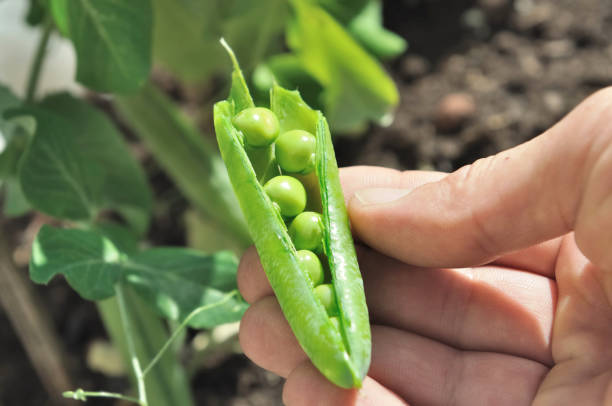 harvesting peas by gardener stock photo