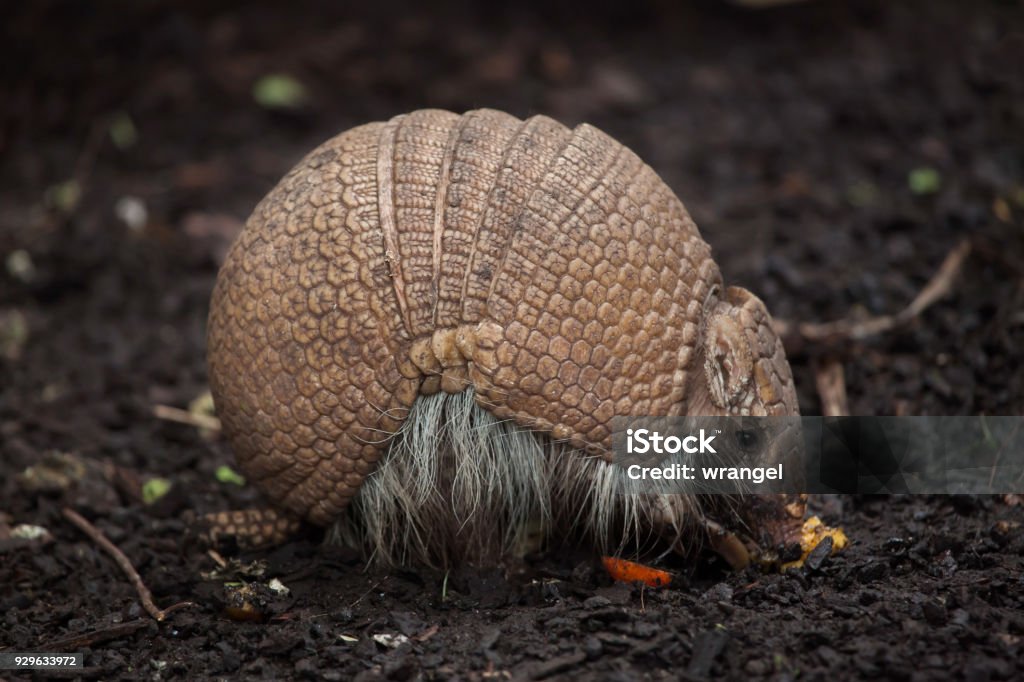 Southern three-banded armadillo (Tolypeutes matacus) Southern three-banded armadillo (Tolypeutes matacus), also known as the La Plata three-banded armadillo. Three-banded Armadillo Stock Photo