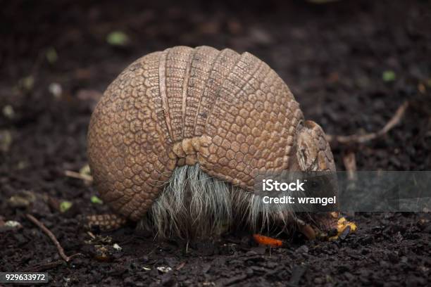 Southern Threebanded Armadillo Stock Photo - Download Image Now