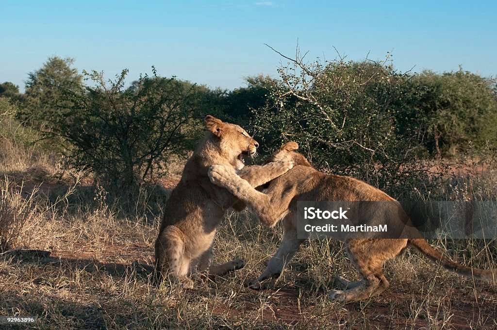 Dos león cubs playing - Foto de stock de Animal libre de derechos