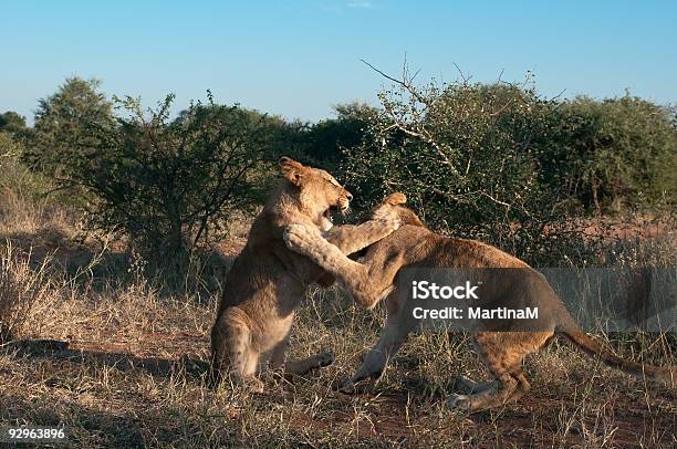 Dos León Cubs Playing Foto de stock y más banco de imágenes de Animal - Animal, Animales salvajes, Azul