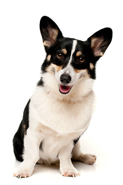 Pembroke Welsh Corgi stock photo