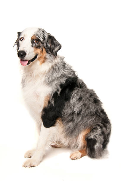 Australian Shepherd stock photo