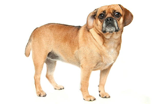 Puggle stock photo