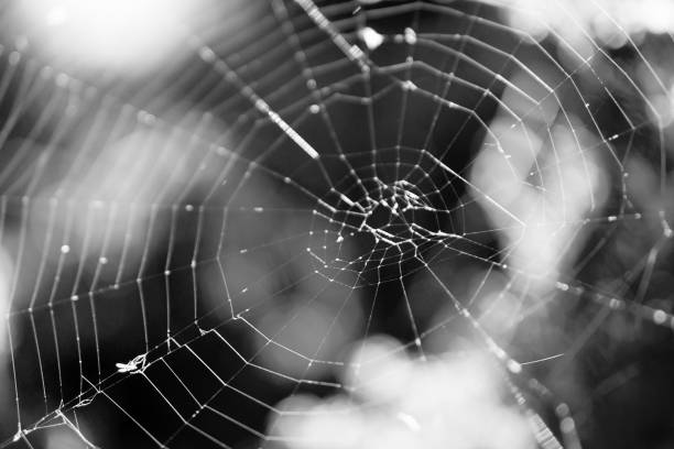istock Cobweb on a bush in the forest macro photo black and white 929640724