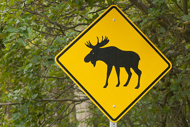 무스 건널목 팻말 - moose crossing sign 뉴스 사진 이미지