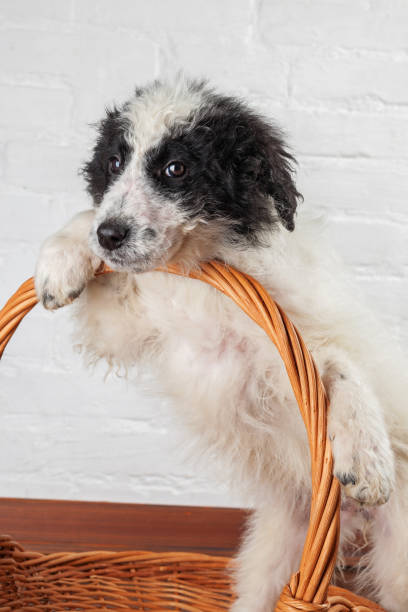 istock Charming little puppy sitting in the basket 929642016