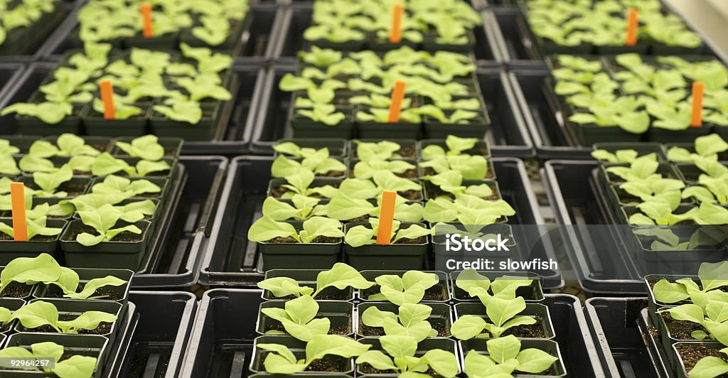 Растения в теплице - Стоковые фото Без людей роялти-фри