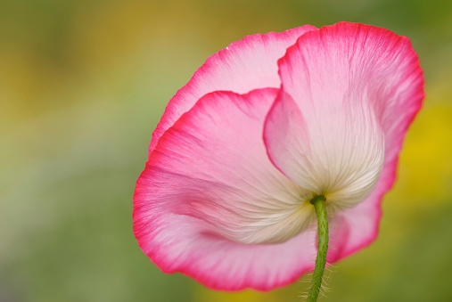 Close shot of a pink papaver orientale flower.