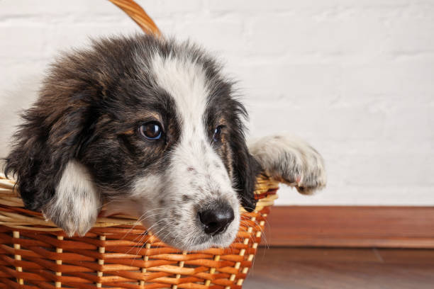 istock Charming little puppy sitting in the basket 929644536