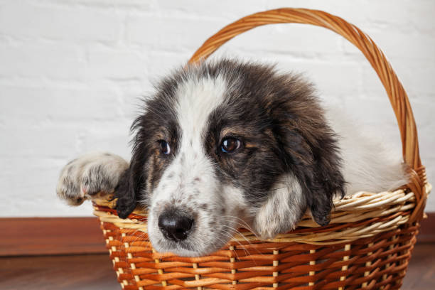 istock Charming little puppy sitting in the basket 929644856