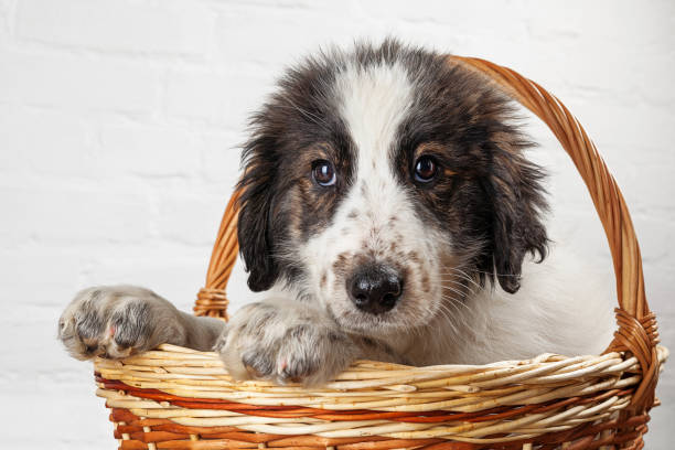 istock Charming little puppy sitting in the basket 929645114