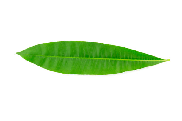 istock A beautiful lush green leaf. Isolated on white background 929645118