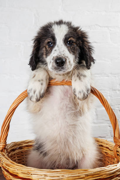istock Charming little puppy sitting in the basket 929645302