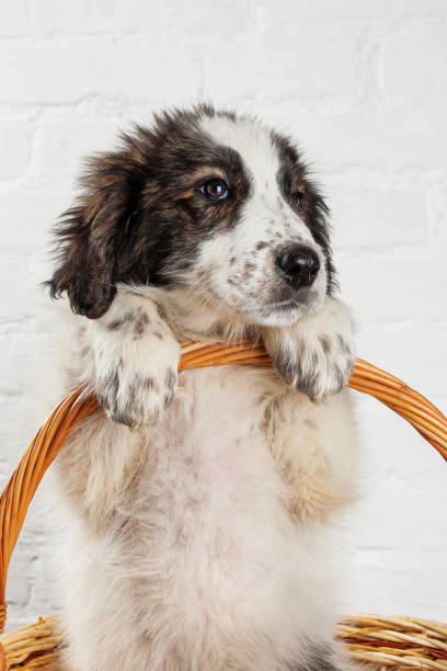 istock Charming little puppy sitting in the basket 929645436