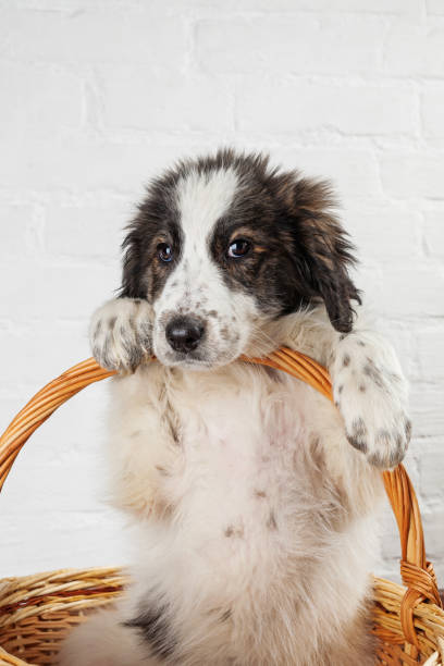istock Charming little puppy sitting in the basket 929645576