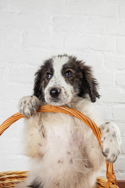 istock Charming little puppy sitting in the basket 929645688