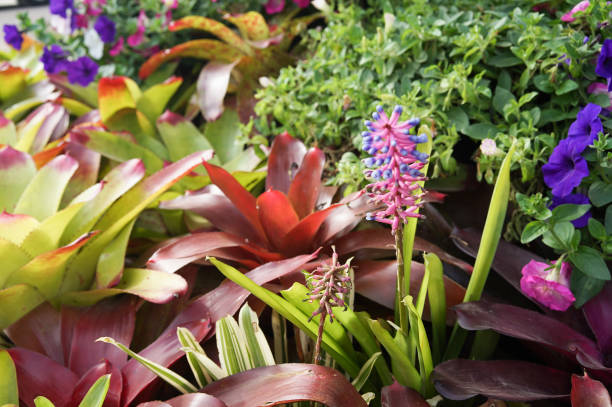 istock nature flower colorful bloom background outdoor 929646046
