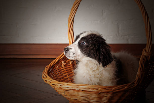 istock Charming little puppy sitting in the basket 929646078