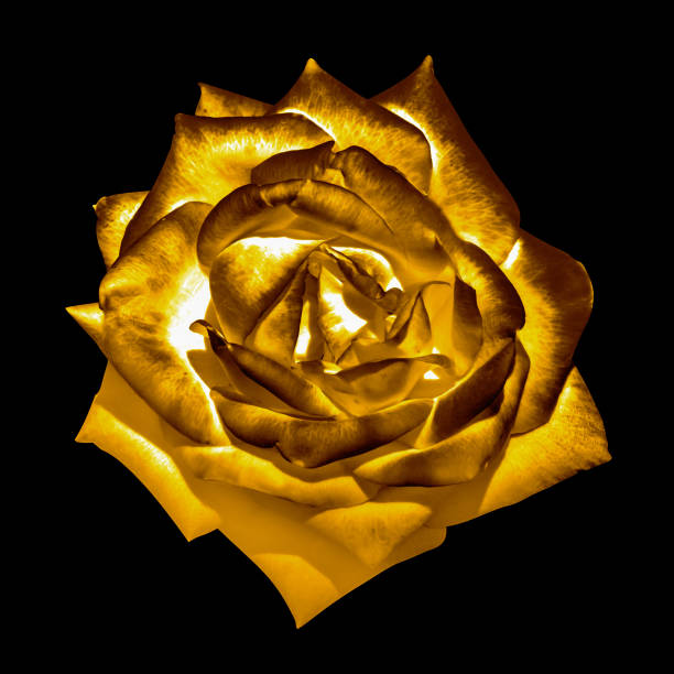 Surreal dark chrome golden tender rose flower macro isolated on black