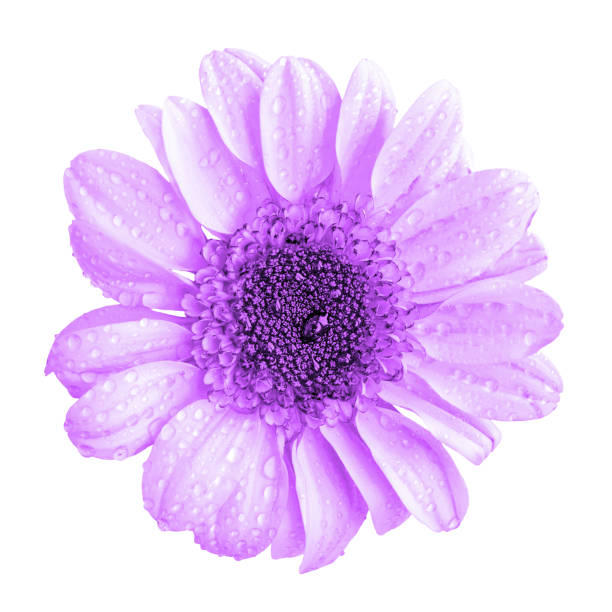 istock Violet chrysanthemum flower macro isolated on white 929646868