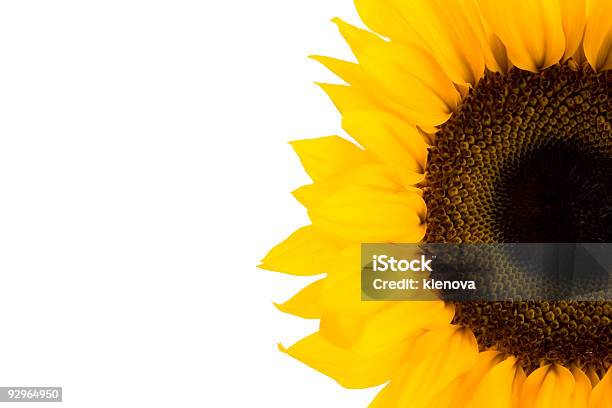 Sonnenblumedetail Stockfoto und mehr Bilder von Baumblüte - Baumblüte, Blume, Blumenbeet