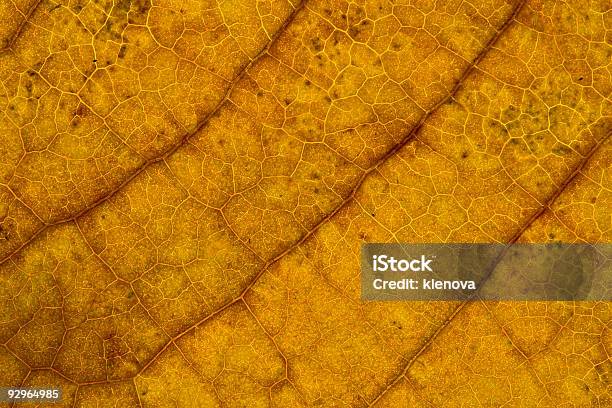 Foglia Texture - Fotografie stock e altre immagini di Agricoltura - Agricoltura, Aiuola, Animale morto