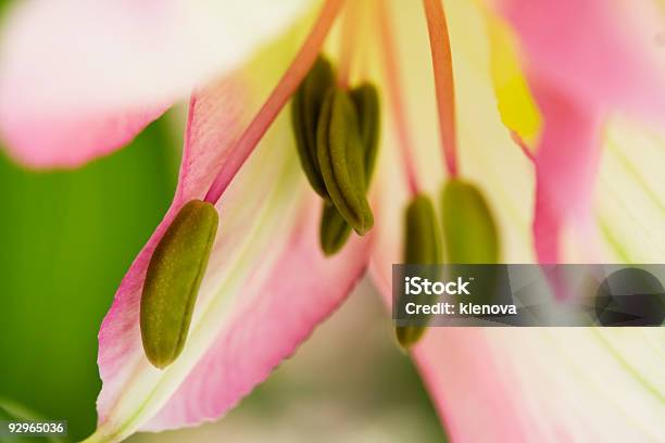 Lily Stockfoto und mehr Bilder von Auslage - Auslage, Ausstellung, Blume