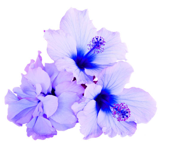 istock orange hibiscus flower 929652750