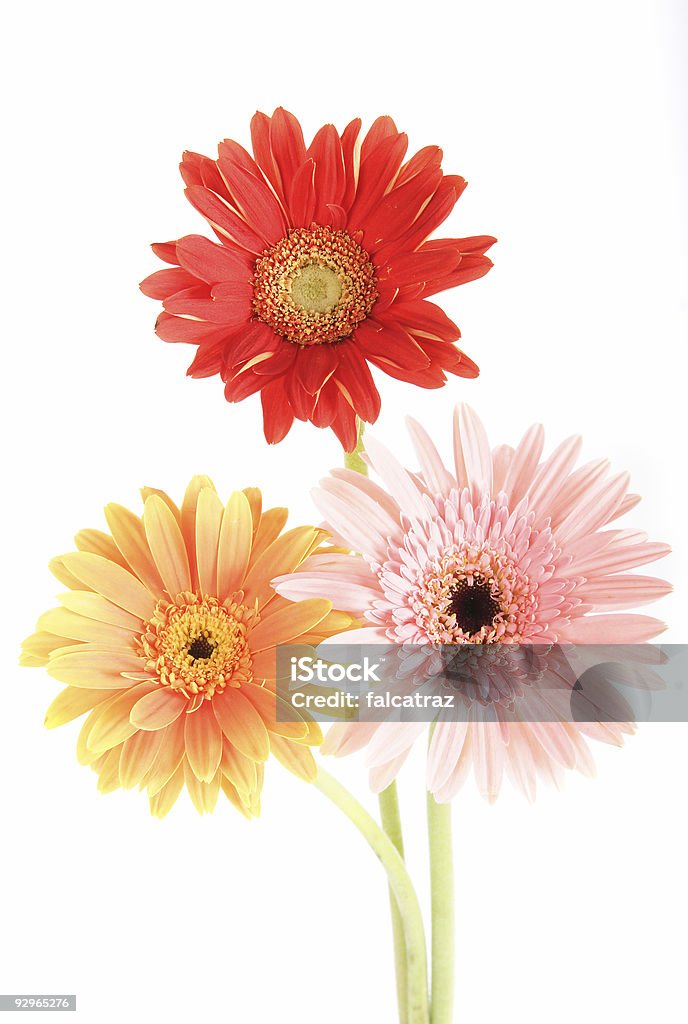 Daisies - Foto stock royalty-free di Amore