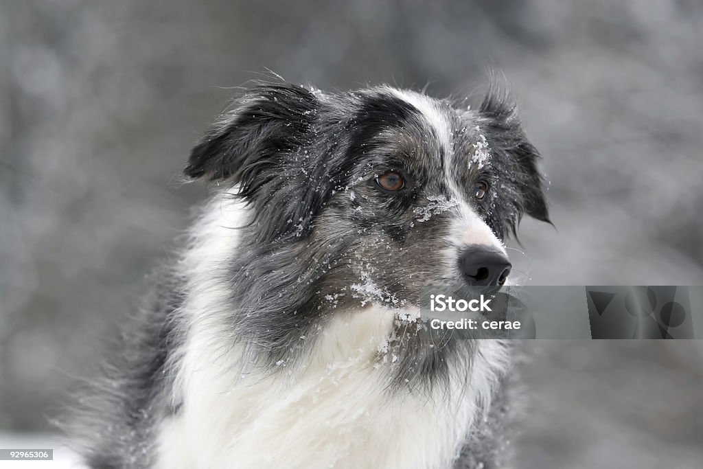 Bluemerle border collie - Photo de Agilité libre de droits