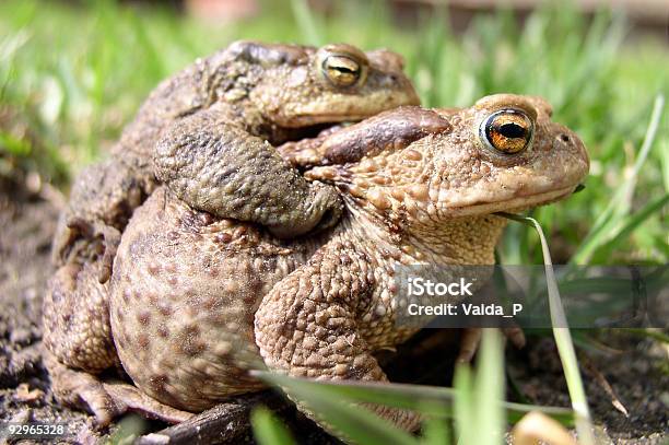 Toads - 2匹のストックフォトや画像を多数ご用意 - 2匹, カラー画像, クローズアップ