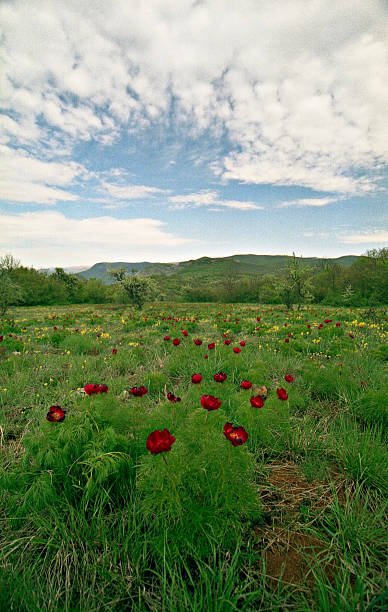 istock Landscape with red wild peony, grass and clouds 92965812