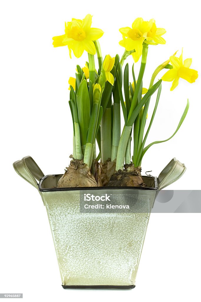 Narcisos - Foto de stock de Alergia royalty-free