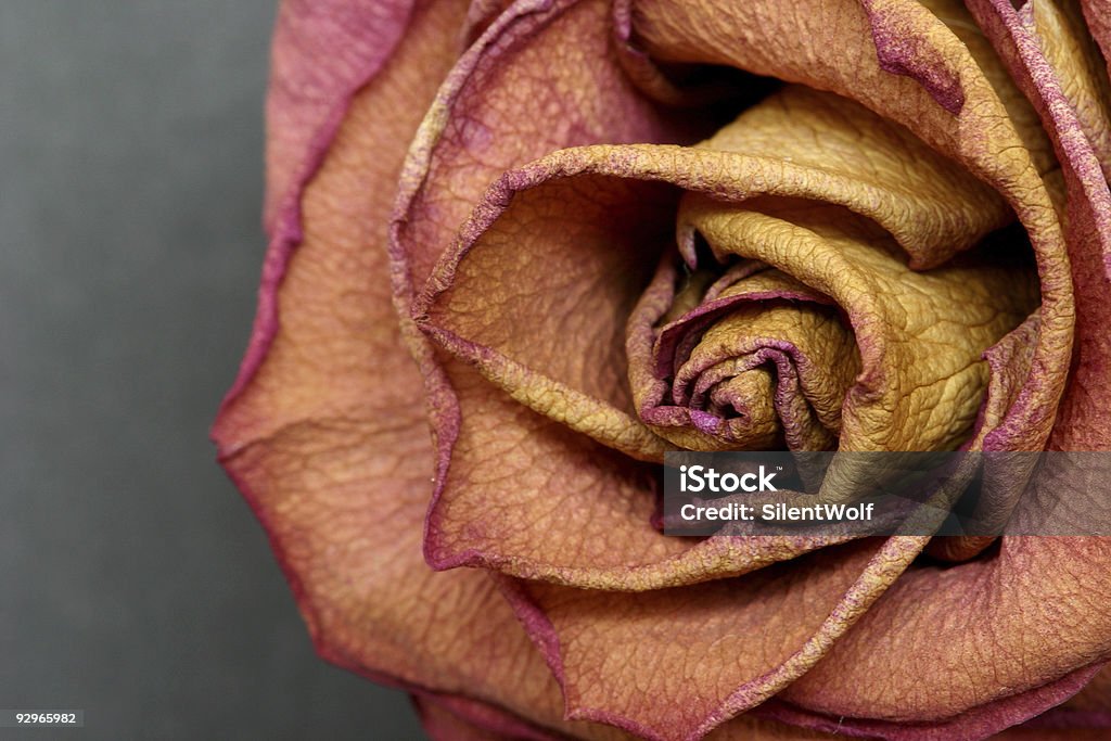 Getrocknete rose - Lizenzfrei Abgestorbene Pflanze Stock-Foto
