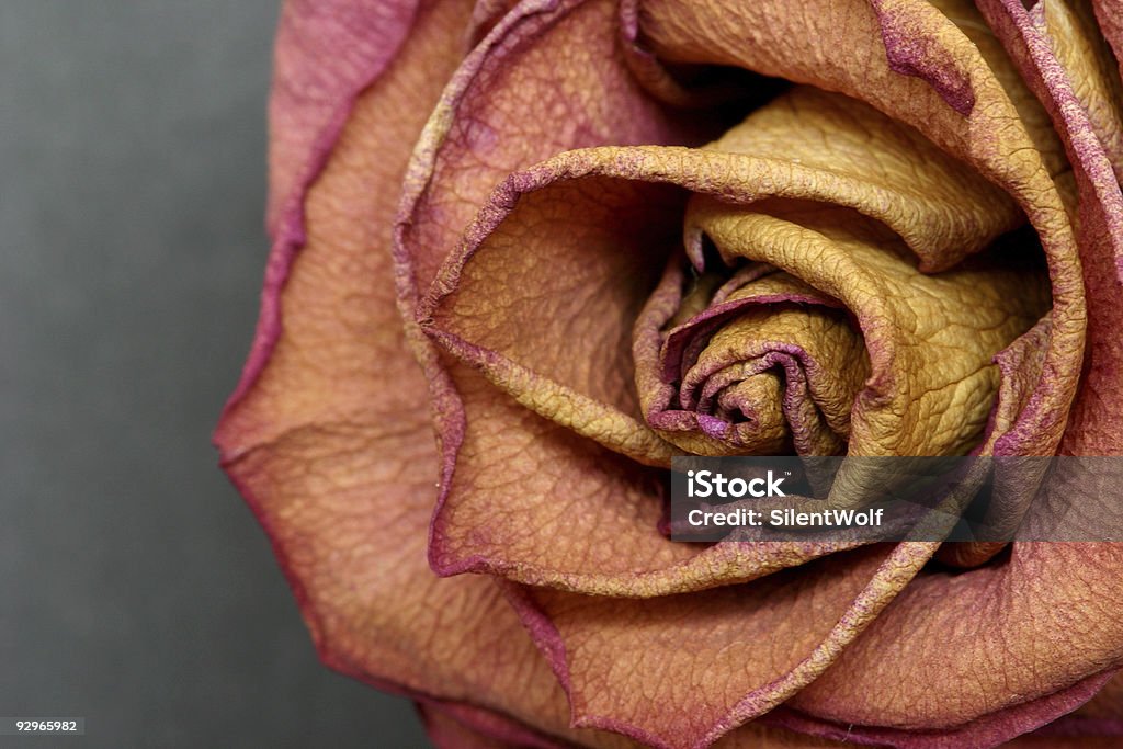 Rosa seco - Foto de stock de Amor royalty-free