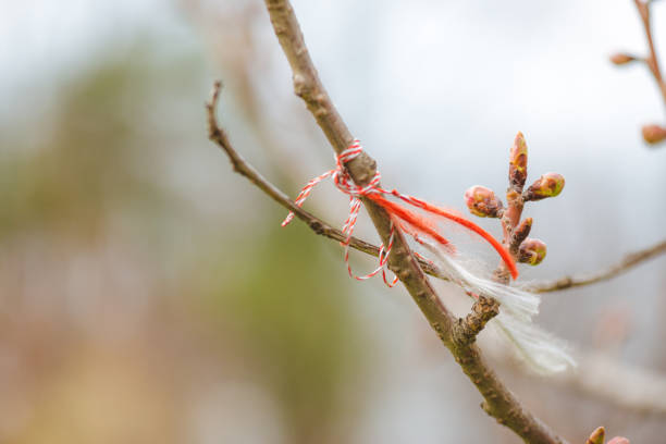 Sakura flowers, red and white string, good luck charm - is a romanian custom to hang this string (Martisor) at the begging of spring in a tree hoping that your wish will come true.