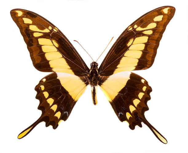 istock King swallowtail (Papilio thoas) swallowtail isolated on white 929660936
