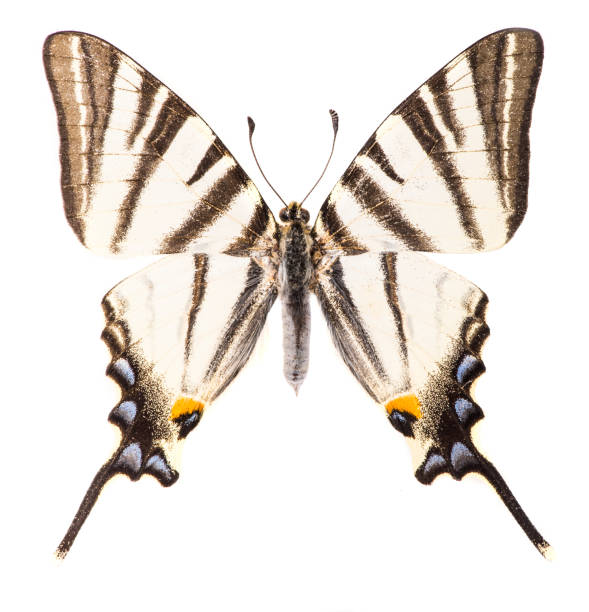 дефицит ласточкиный хвост изолированы на белом - scarce swallowtail стоковые фото и изображения