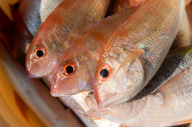 istock Mix colorful fresh fishes. 929662554