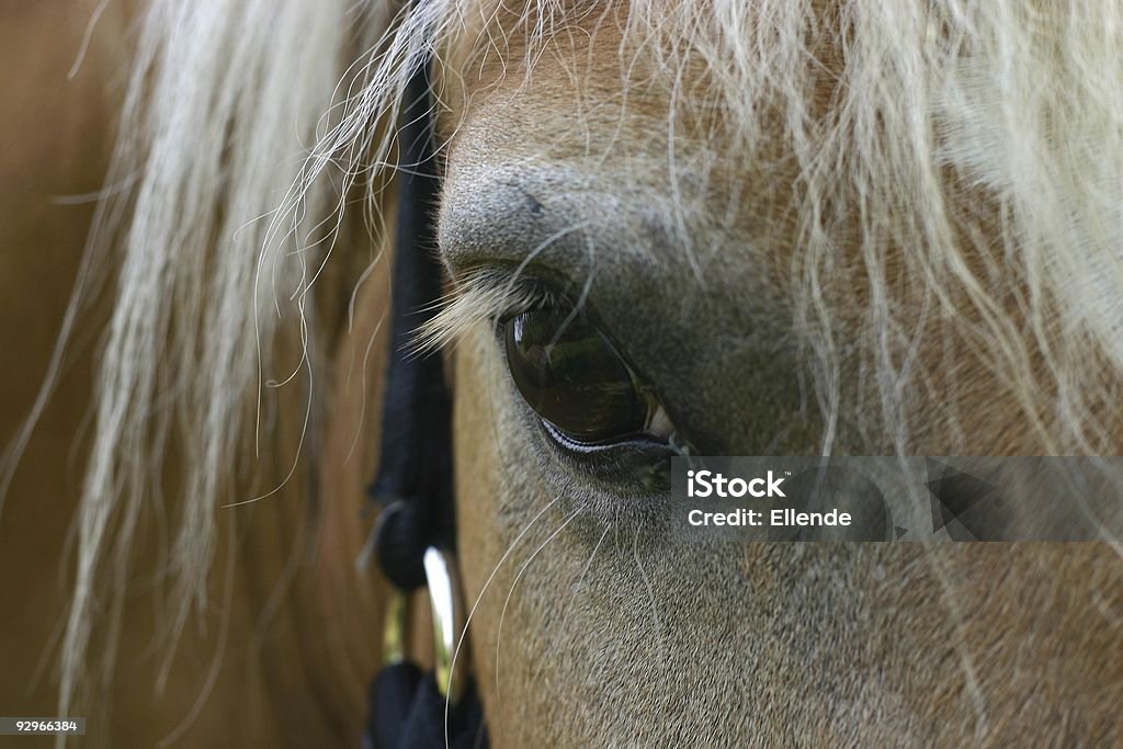 Detalle del ojo de caballo - Foto de stock de Alerta libre de derechos
