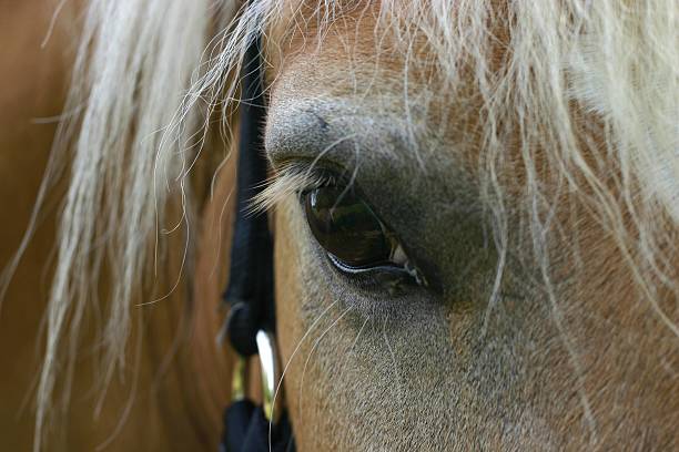 istock Horse eye detail 92966384