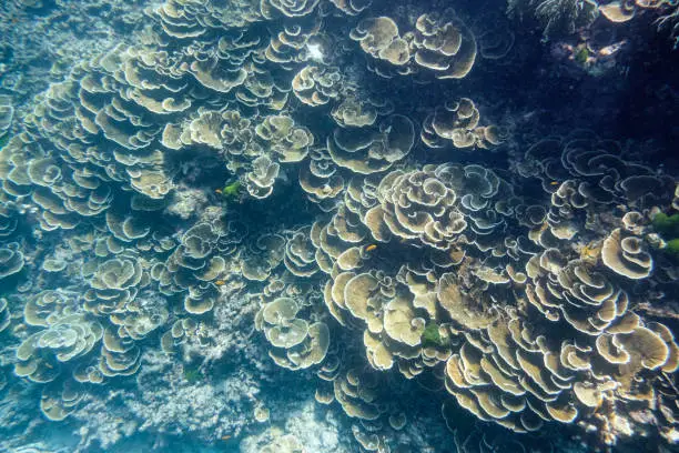 Photo of Beautiful coral reef garden in similan island