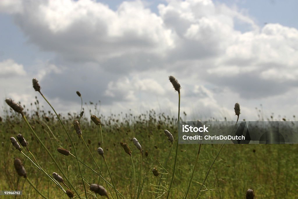 De Grasslands - Foto de stock de Estrella libre de derechos