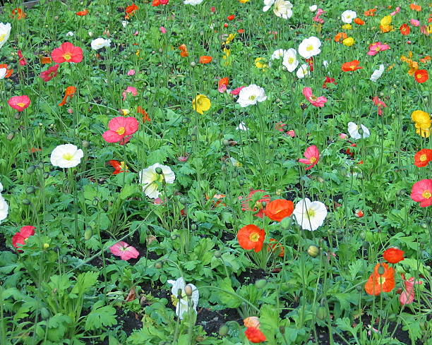 Shirley Poppies, Christchurch