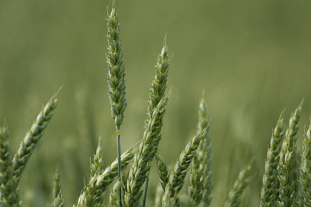 Gambi di grano - foto stock