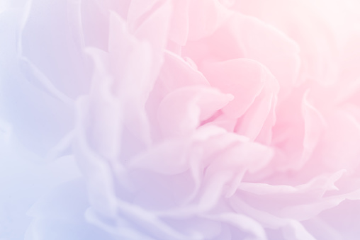 pastel color rose background