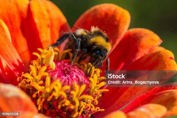 Bumblebee Gathers Nectar On A Zinnia Flower On A Sunny Summer Day Closeup Macro Photo Stock Photo - Download Image Now